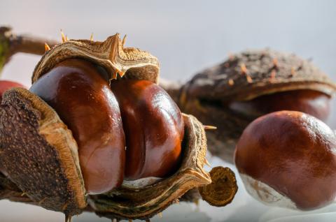 gesztenye